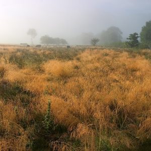 Borrowdale Mist