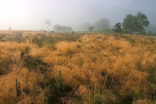 Borrowdale Mist