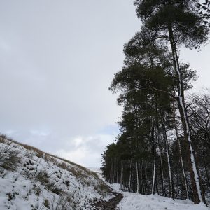 Peak Forest Snow Path