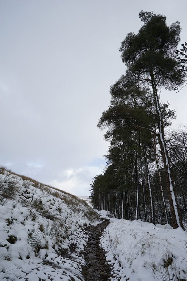Peak Forest Snow Path