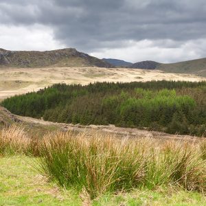 Dolweddylan Hillside