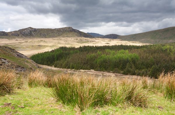 Dolweddylan Hillside