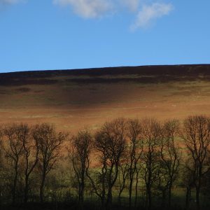 Edale Trees