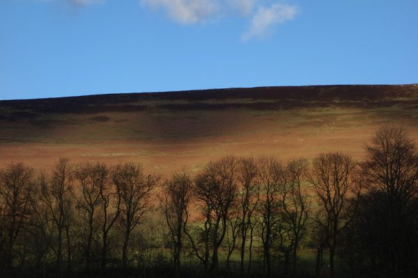 Edale Trees