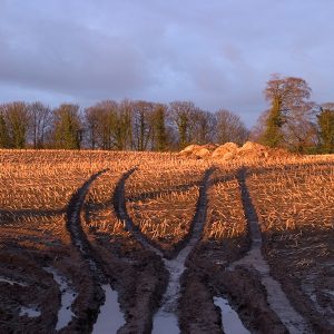 Autumn Field