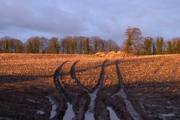 Autumn Field