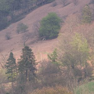 Grasmere Hillside