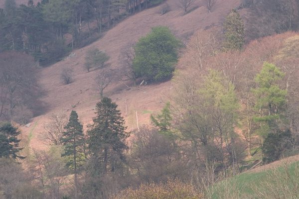 Grasmere Hillside