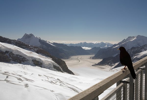 Surveying the Swiss Alps