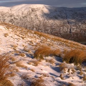 Kentmere Snow Grass