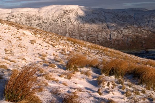 Kentmere Snow Grass
