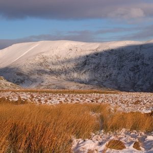 Kentmere Grasses