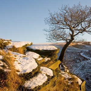 Rock Tree (1)