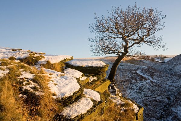 Rock Tree (1)