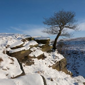 Rock Tree (2)