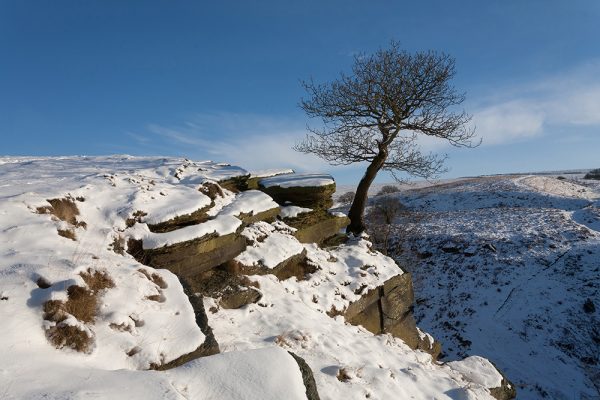 Rock Tree (2)