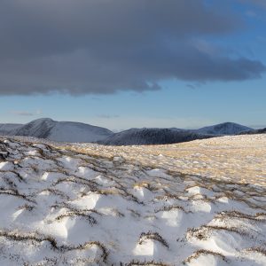 Maiden Moor Beauty