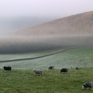 Nether Wasdale Morning
