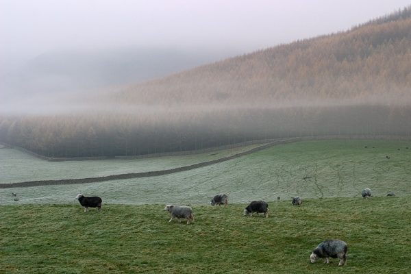 Nether Wasdale Morning