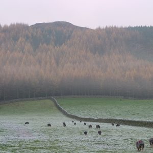 Nether Wasdale Sheep
