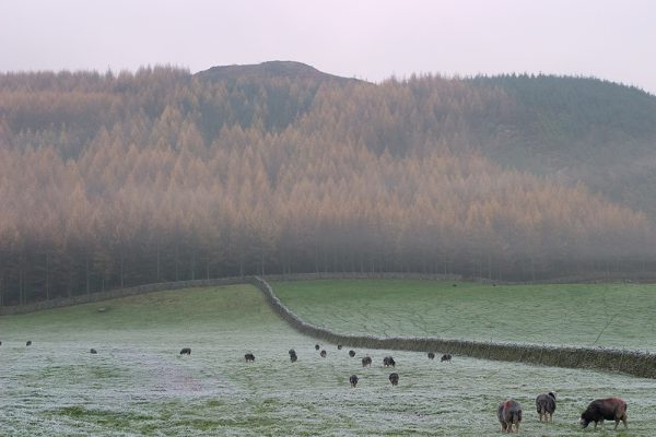 Nether Wasdale Sheep