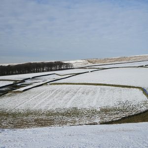 Snow Fields