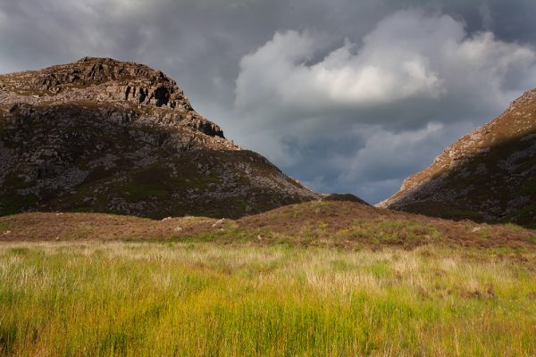 Rhinog Beauty