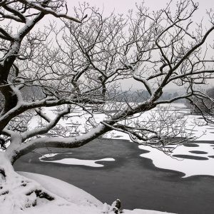 Rydal Water Tree