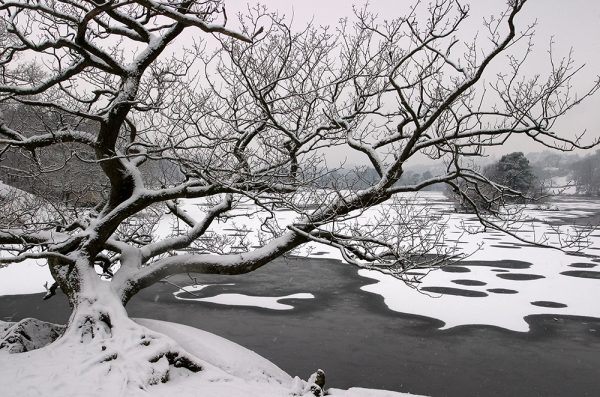 Rydal Water Tree