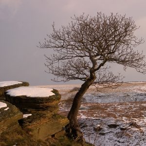 Rock Tree (3)