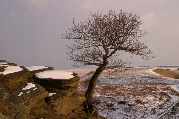 Rock Tree (3)