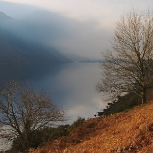 Wastwater Trees