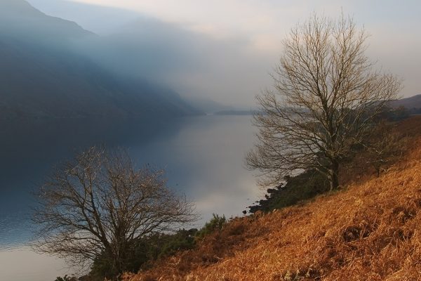 Wastwater Trees