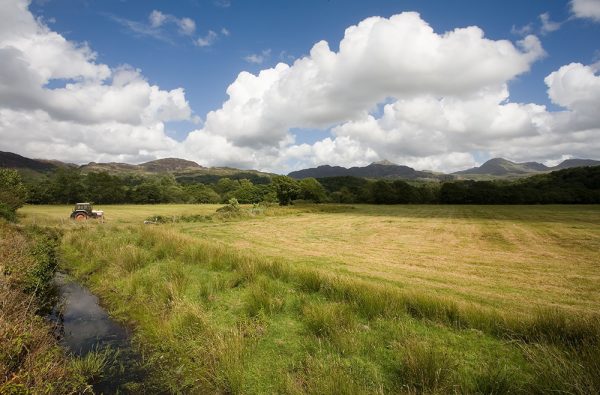 Snowdonia Fields