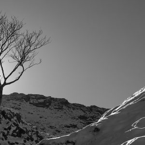 Piers Ghyll Tree