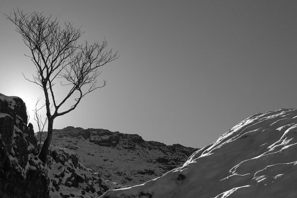 Piers Ghyll Tree