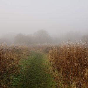 Fog Grasses
