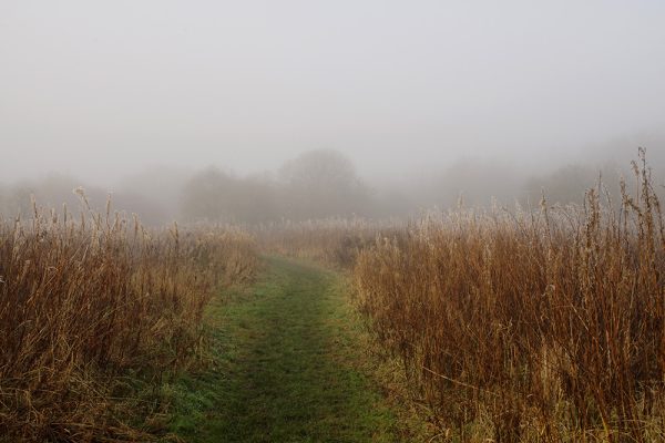 Fog Grasses