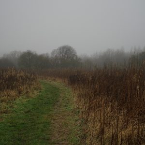 Path Into Fog