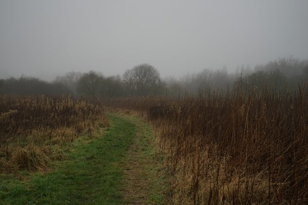 Path Into Fog