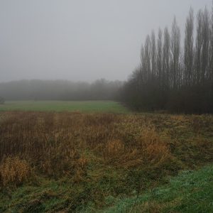Poplars and Field