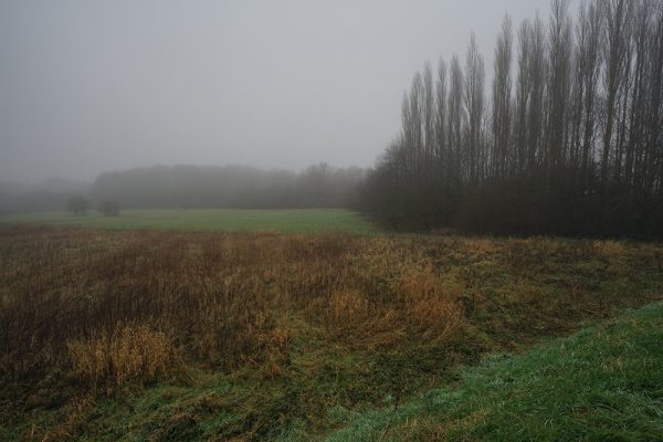 Poplars and Field