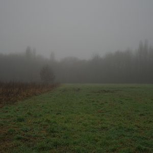 Field And Fog