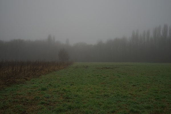 Field And Fog