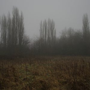 Fog Poplars