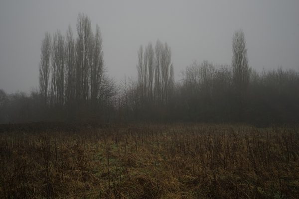 Fog Poplars