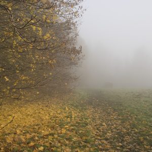 Fog Leaves