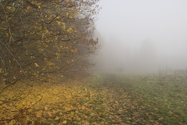 Fog Leaves