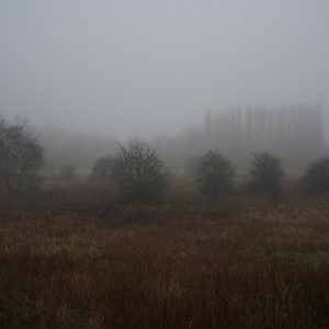 Fog Dream