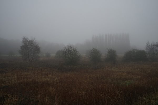 Fog Dream